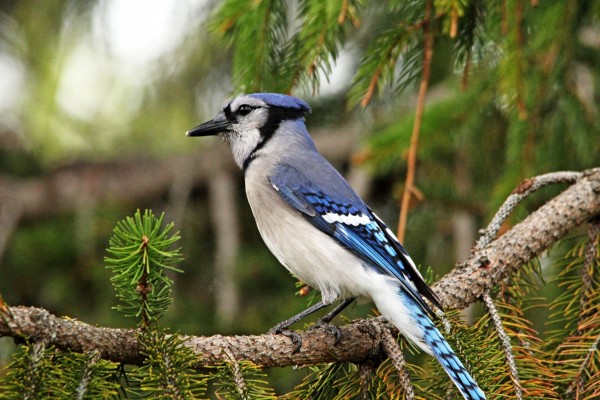 Classy Blue Jay by Deb Oppermann